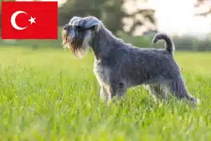 Read more about the article Schnauzer crescători și căței în Turcia