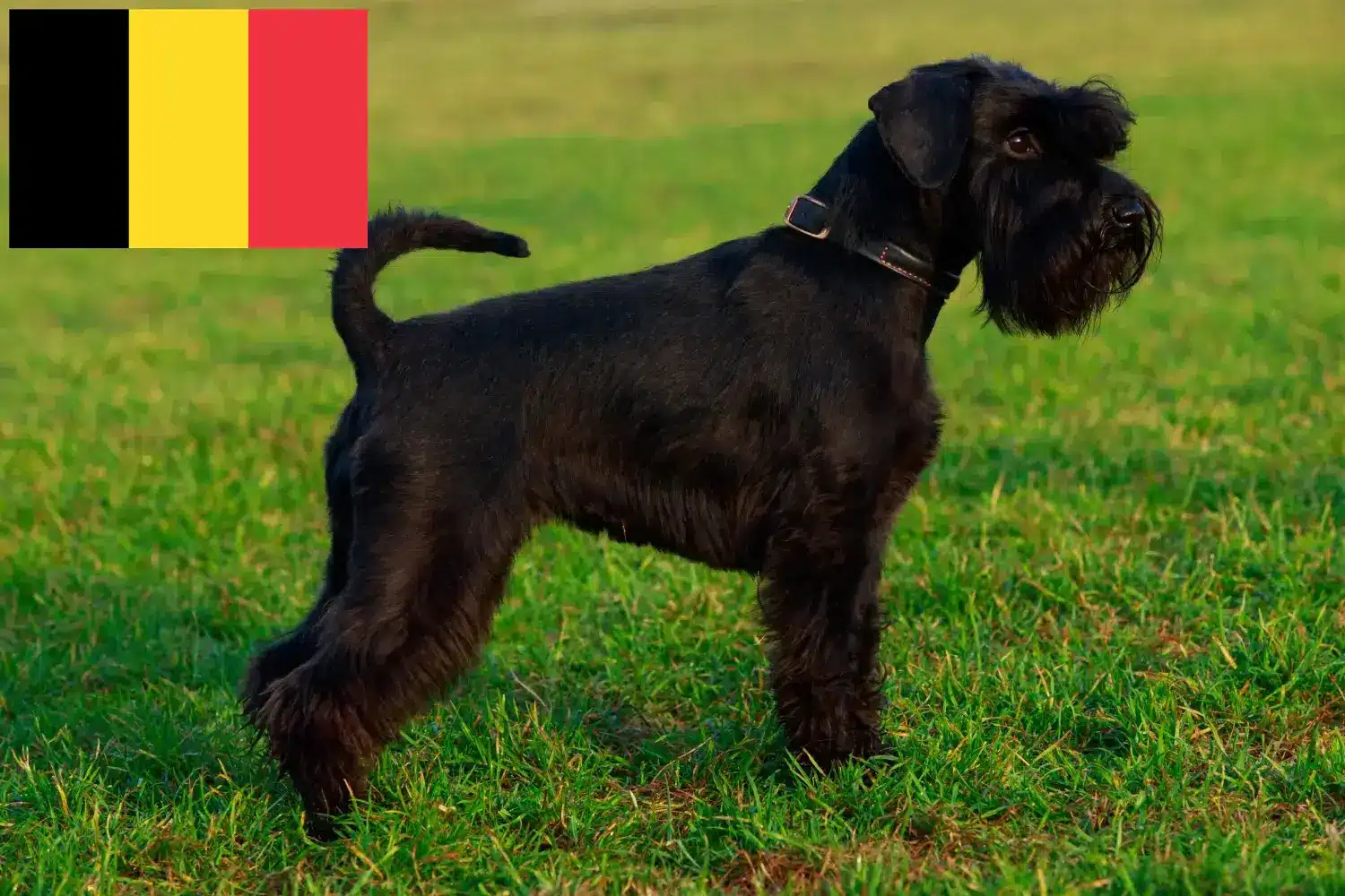 Read more about the article Schnauzer crescători și căței în Belgia