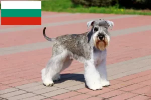 Read more about the article Schnauzer crescători și căței în Bulgaria