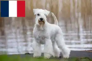 Read more about the article Schnauzer crescători și căței în Franța