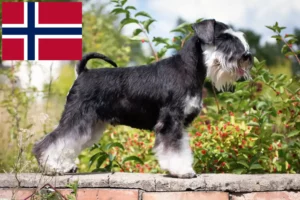 Read more about the article Schnauzer crescători și căței în Norvegia