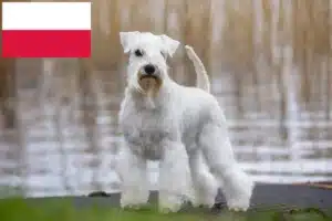 Read more about the article Schnauzer crescători și căței în Polonia