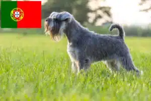 Read more about the article Schnauzer crescători și căței în Portugalia