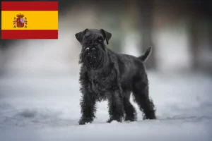 Read more about the article Schnauzer crescători și căței în Spania