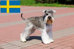 Read more about the article Schnauzer crescători și căței în Suedia