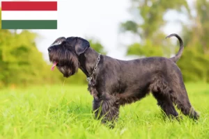 Read more about the article Schnauzer crescători și căței în Ungaria