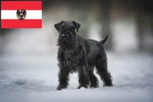 Read more about the article Schnauzer crescători și căței în Austria