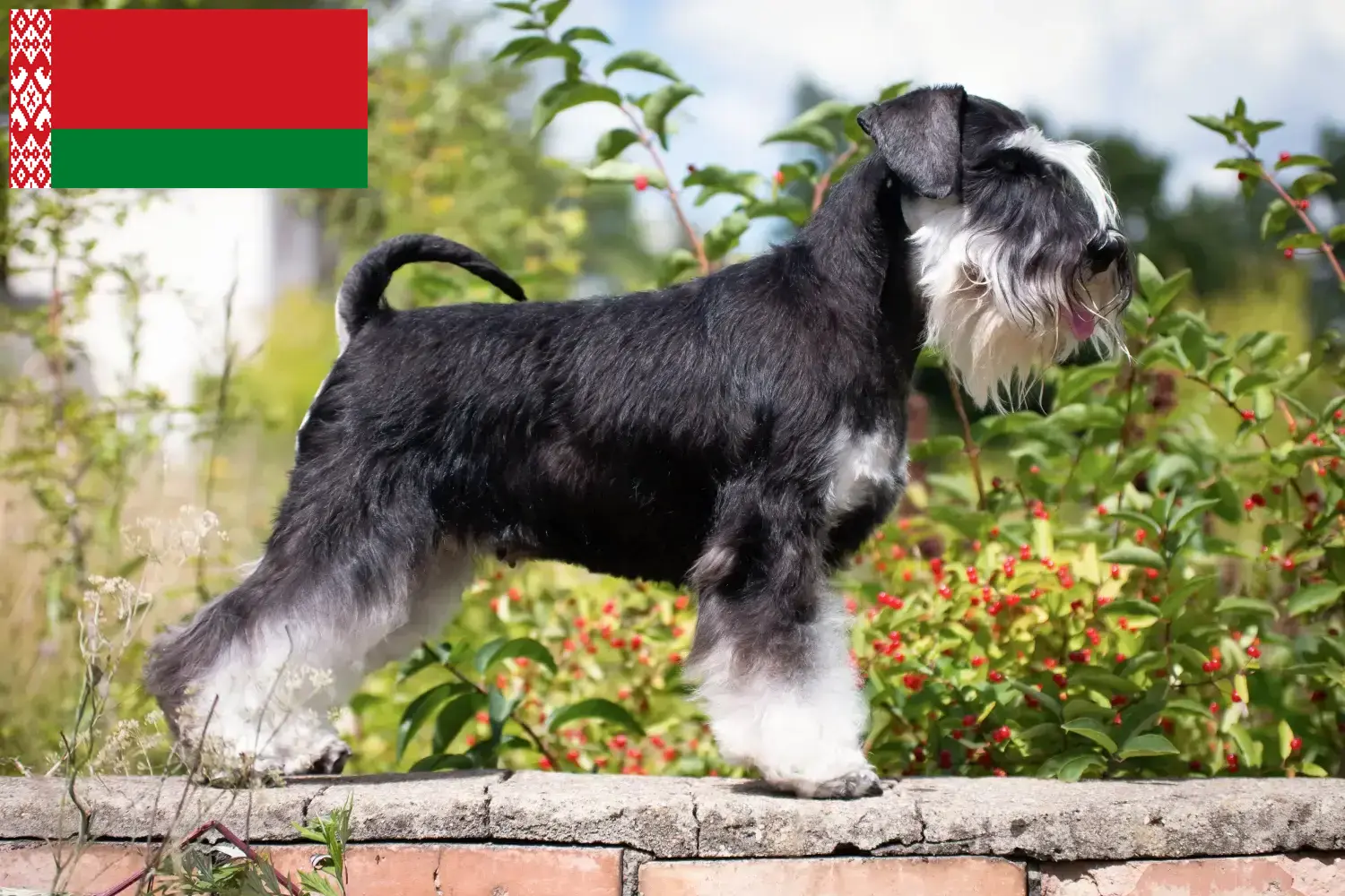 Read more about the article Schnauzer crescători și căței în Belarus