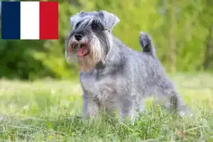 Read more about the article Crescători de Schnauzer și căței pe Réunion