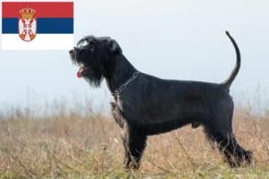 Read more about the article Schnauzer crescători și căței în Serbia