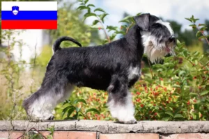 Read more about the article Schnauzer crescători și căței în Slovenia