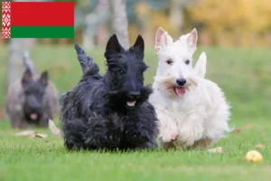 Read more about the article Scottish Terrier crescători și căței în Belarus