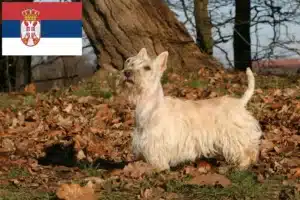 Read more about the article Scottish Terrier crescători și căței în Serbia