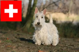 Read more about the article Scottish Terrier crescători și căței în Elveția