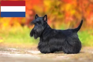 Read more about the article Scottish Terrier crescători și căței în Olanda