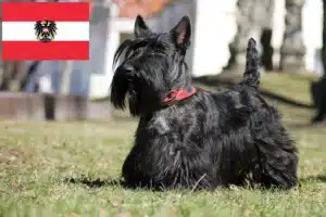 Read more about the article Scottish Terrier crescători și căței în Austria