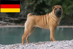 Read more about the article Shar-Pei crescători și căței în Germania