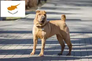 Read more about the article Shar-Pei crescători și căței în Cipru