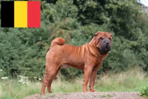 Read more about the article Shar-Pei crescători și căței în Belgia