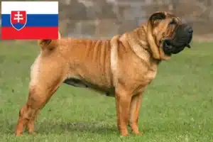 Read more about the article Shar-Pei crescători și căței în Slovacia