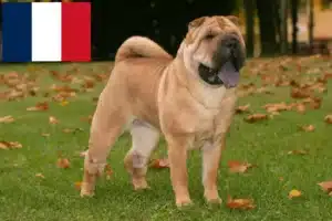 Read more about the article Shar-Pei crescători și căței în Franța