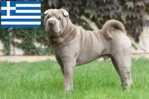 Read more about the article Shar-Pei crescători și căței în Grecia