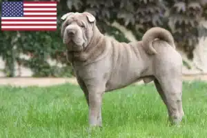 Read more about the article Shar-Pei crescători și căței în SUA