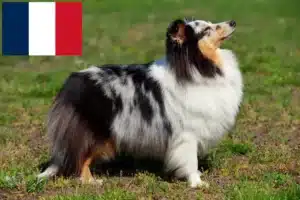 Read more about the article Sheltie crescători și căței în Franța