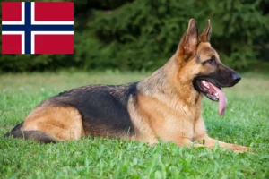 Read more about the article Crescători de câini ciobănești și căței în Norvegia