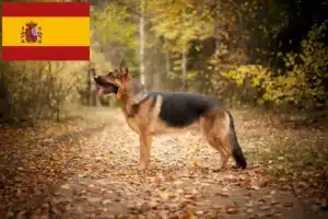 Read more about the article Crescători de câini ciobănești și căței în Spania