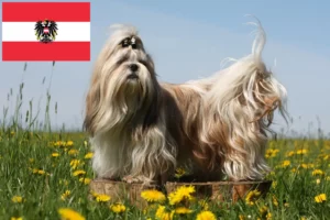 Read more about the article Shih Tzu crescători și căței în Austria