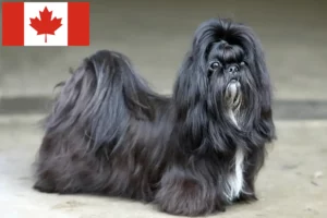 Read more about the article Shih Tzu crescători și căței în Canada