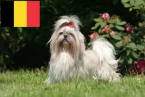 Read more about the article Shih Tzu crescători și căței în Belgia