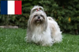 Read more about the article Shih Tzu crescători și căței în Franța