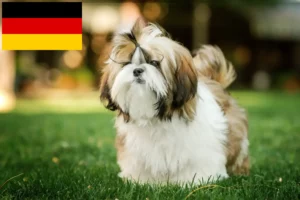 Read more about the article Shih Tzu crescători și căței în Germania