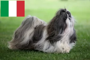 Read more about the article Shih Tzu crescători și căței în Italia