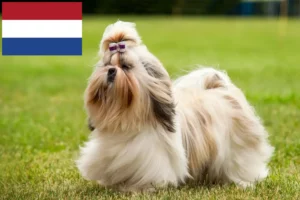 Read more about the article Shih Tzu crescători și căței în Olanda