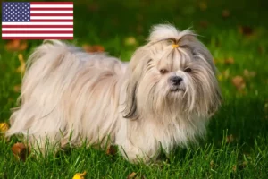 Read more about the article Shih Tzu crescători și căței în SUA