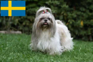 Read more about the article Shih Tzu crescători și căței în Suedia