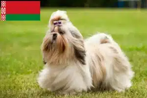 Read more about the article Shih Tzu crescători și căței în Belarus