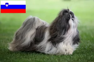 Read more about the article Shih Tzu crescători și căței în Slovenia