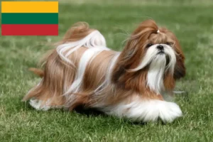 Read more about the article Shih Tzu crescători și căței în Lituania