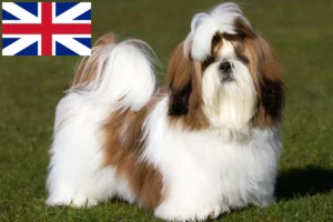 Read more about the article Shih Tzu crescători și căței în Marea Britanie