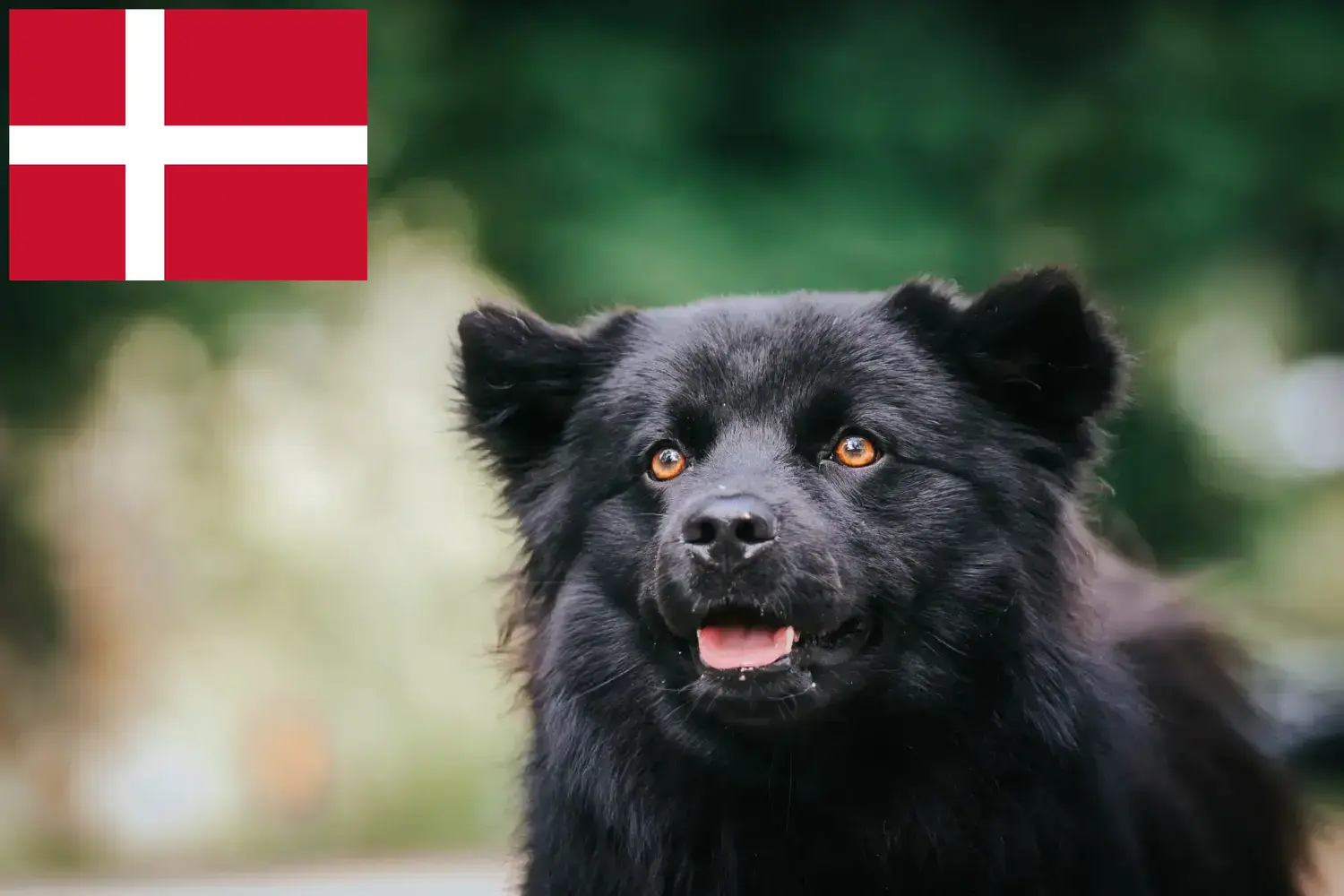 Read more about the article Crescători de Lapphund suedez și căței în Danemarca