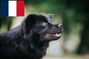 Read more about the article Crescători și căței de Lapphund suedez în Franța