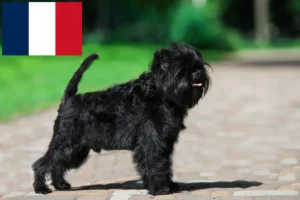 Read more about the article Affenpinscher crescători și căței în Franța