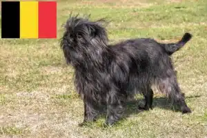 Read more about the article Affenpinscher crescători și căței în Belgia