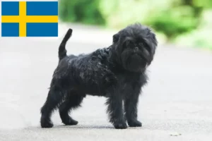 Read more about the article Affenpinscher crescători și căței în Suedia