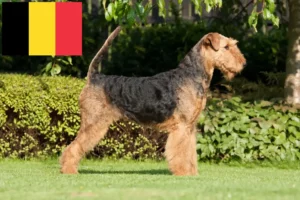 Read more about the article Airedale Terrier crescători și căței în Belgia