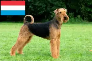 Read more about the article Airedale Terrier crescători și căței în Luxemburg